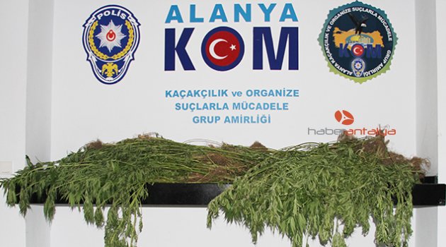 ALANYA'DA UYUŞTURUCU OPERASYON