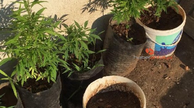 Alanya'da uyuşturucu operasyonu: 17 gözaltı