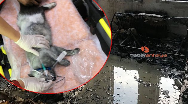 Alevlerin içinde kalan kediyi kalp masajı hayata döndürdü