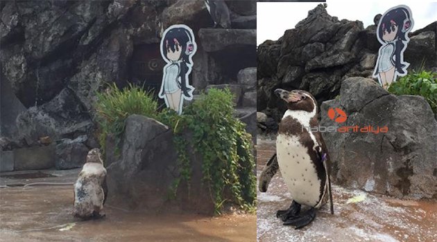 Animeye aşık penguen ölene kadar yanından ayrılmadı