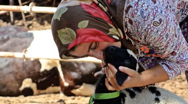 Anneleri doğumda ölen ikiz kuzulara ‘özel anne’ şefkati