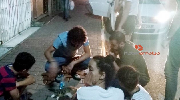 Antalya’da 5. kattan düşen kedi için seferber oldular
