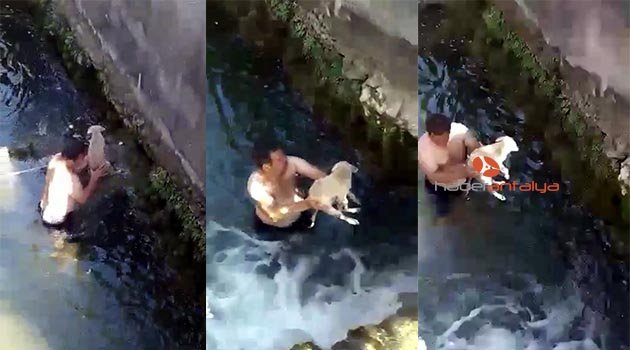 Antalya’da dereye düşen yavru köpek suya giren genç tarafından kurtarıldı
