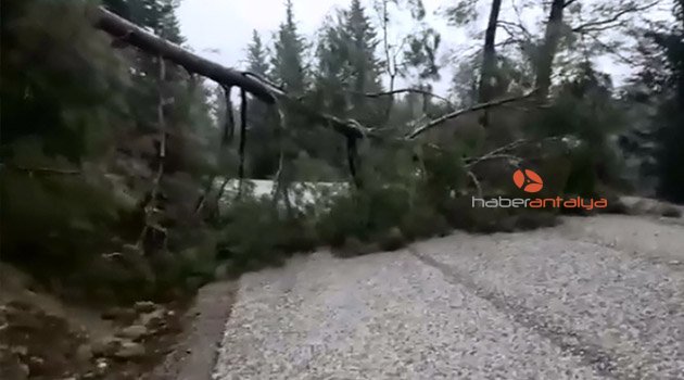 Antalya’da fırtına ağacı yerinden söktü