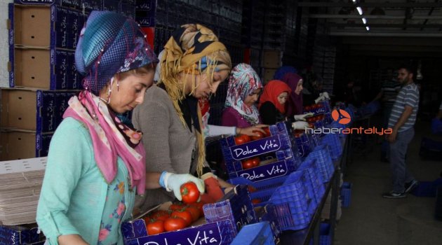 Antalya’da ihracatçıda buruk domates sevinci