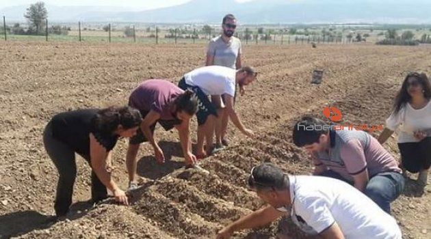 Antalya’da ‘Safran’ Korkuteli’nde üretiliyor