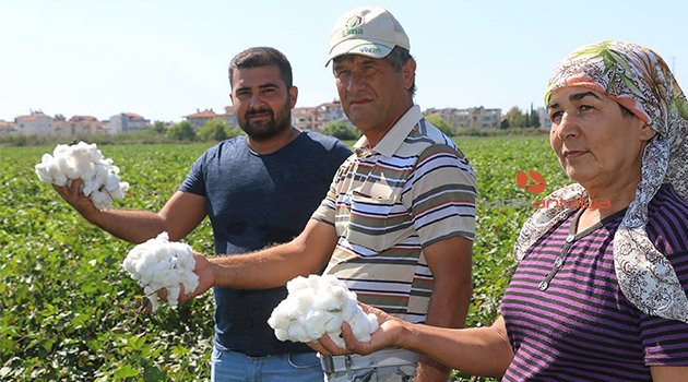 Antalya’da sezonun ilk pamuğu kilogramı 50 liradan satıldı
