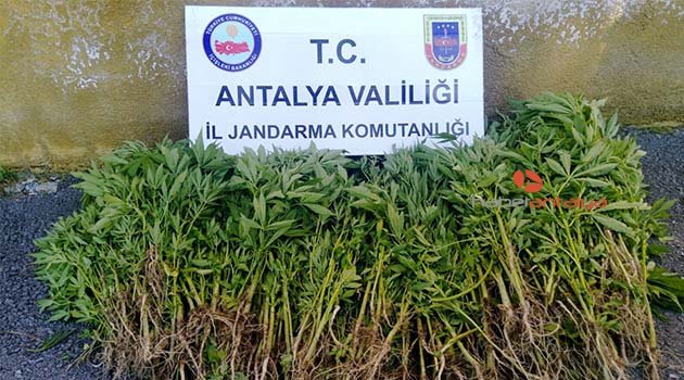 Antalya’da uyuşturucu operasyonu