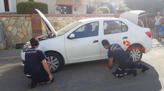 Antalya’da yılan paniği