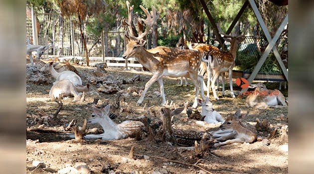 Antalya Hayvanat Bahçesi'nde 'geyik yılı'
