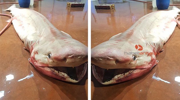 Antalya Körfezi'nde köpekbalığı yakalandı