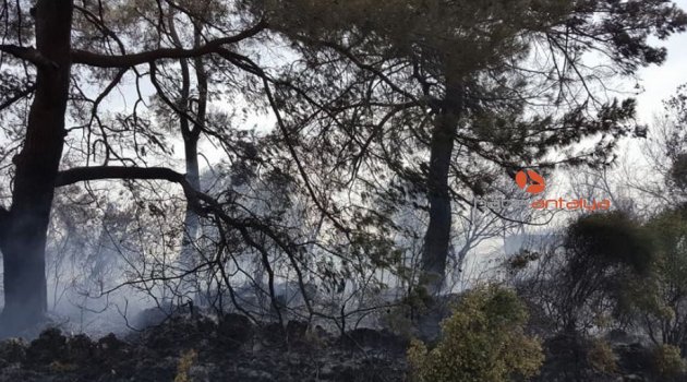 Antalya orman yangını seralara sıçramadan söndürüldü