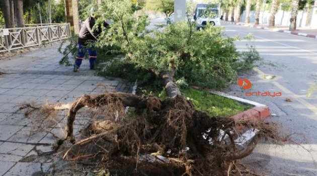 Antalya uçuyor! Şiddetli rüzgâr ağacı devirdi | Antalya hava durumu