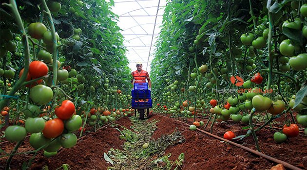  Antalya'da 250 bin dönümlük seradan 170 bin kişi geçimini sağlıyor