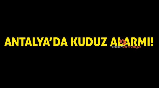 Antalya'da 7 mahallede kuduz karantinası