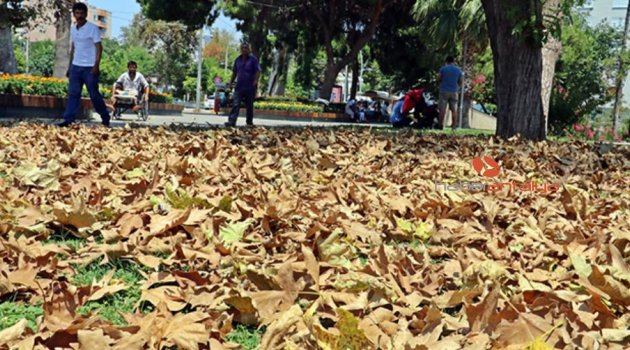 Antalya'da aşırı sıcakla gelen sonbahar görünümü