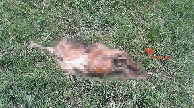 Antalya'da başı ve tek bacağı olmayan köpek ölüsü bulundu