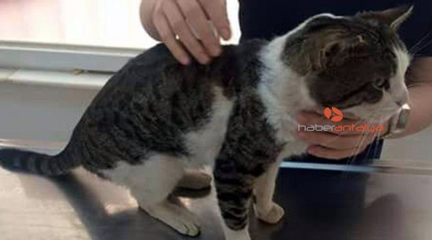 Antalya'da bir kediyi daha tüfekle vurdular!