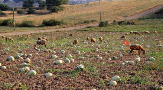 Antalya'da eriyen karpuzlar koyunlara kaldı