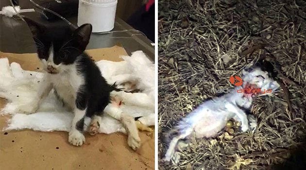 Antalya'da insanlıktan utandıran görüntüler: 20'ye yakın kedi leşi bulundu