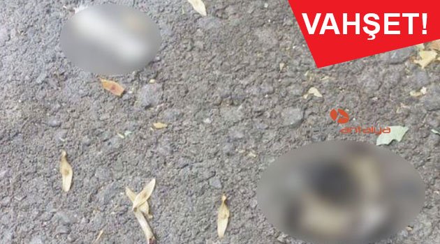 Antalya'da kan donduran görüntü