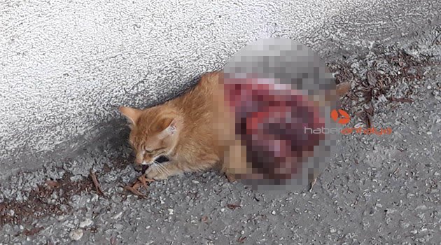 Antalya'da kediye vahşet: Bunu yapanlar insan mı?