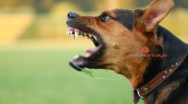 Antalya'da köpek saldırısı: 54 yaşındaki kadın hastanelik oldu