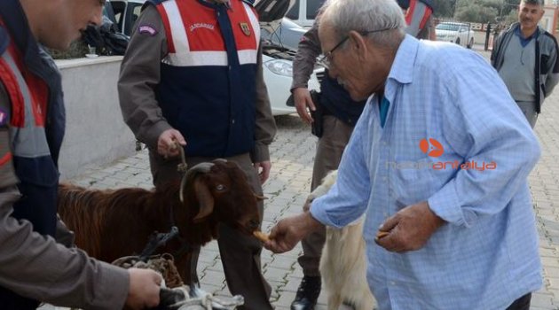 Antalya'da küçükbaş hayvan hırsızları yakalandı