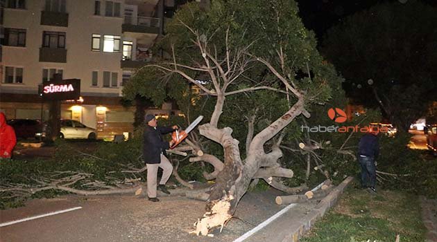 Antalya'da şiddetli rüzgar ağaçları kökünden söktü! | Antalya hava durumu