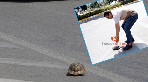 Antalya'da sürücünün kaplumbağa duyarlılığı