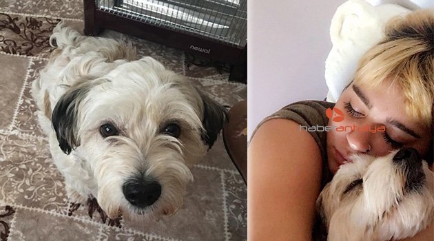 Antalya'da üniversite öğrencisinin köpeğini bulana ödül