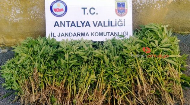Antalya'da uyuşturucu operasyonu