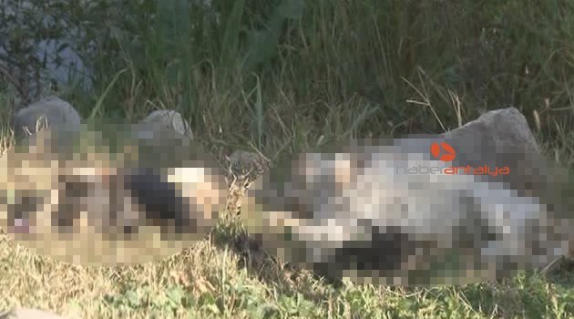 ANTALYA'DA VAHŞET, SAPIK KATİL YİNE İŞBAŞINDA
