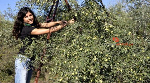 Antalya'da zeytin hasadı başladı