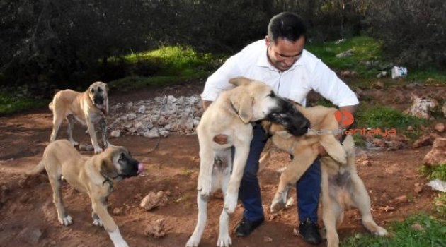 Antalya'daki çiftliğinde 500 Kangal yetiştirdi