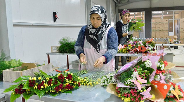 Antalya'dan 50 milyon dal Noel çiçeği