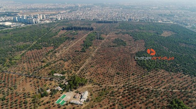 Antalya'nın akciğerleri, yılda 2 bin 630 ton toz emiyor