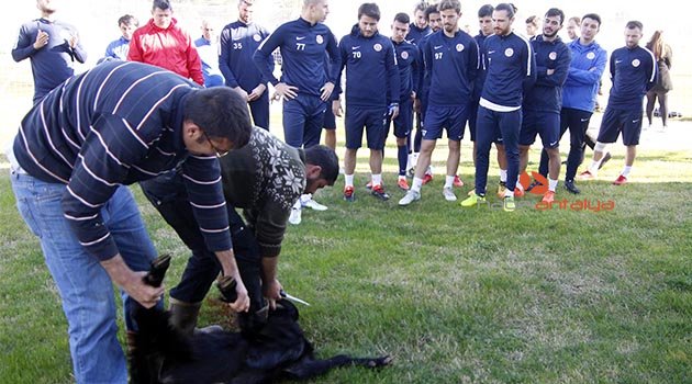 Antalyaspor'da kötü gidişatın sona ermesi dileğiyle kurban kesildi