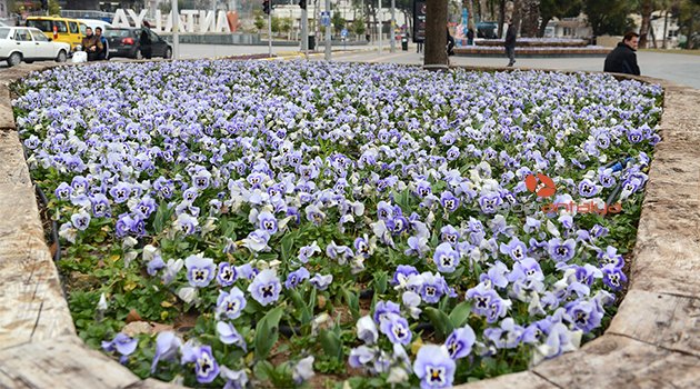 ANTALYA'YA 4 MİLYON ÇİÇEK