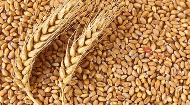 Antbirlik buğday fiyatını açıkladı