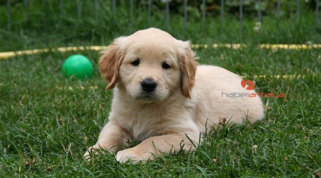 Araştırma: Köpeği olan insanların ölüm riski...
