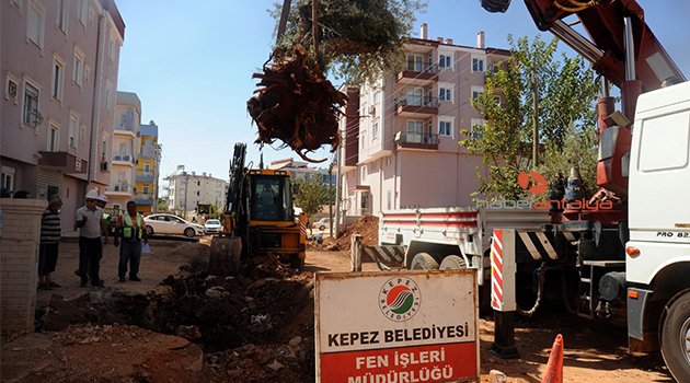 Asırlık zeytin ağaçları yeni yerlerine taşınıyor