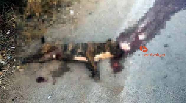 Atına saldıran köpeği otomobili ile ezdi