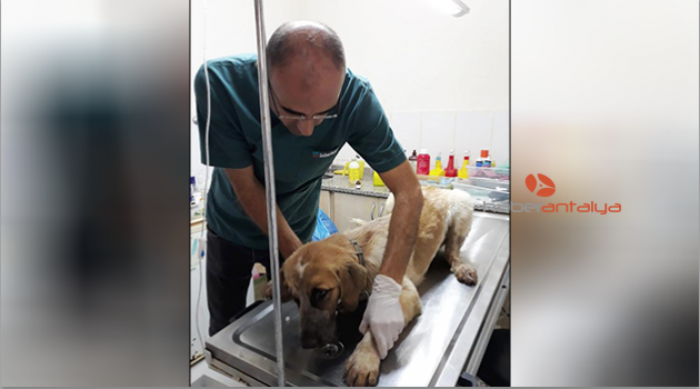 Av tüfeğiyle vurulan köpek tedaviye alındı