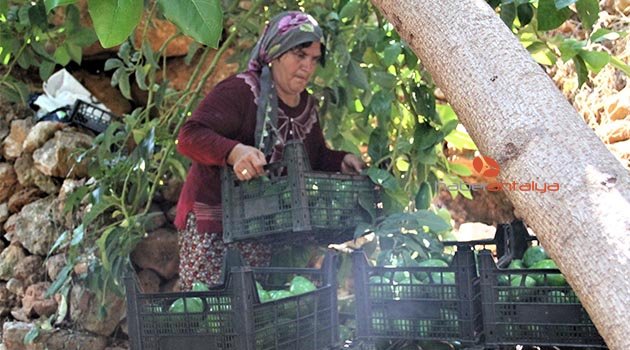 Avokado üretiminde hedef 40 milyon adet