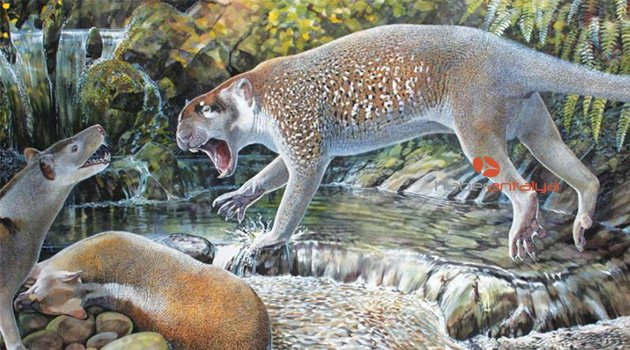 Avustralya’da 18 milyon yıl önceki ‘marsupial aslan’ türü ortaya çıktı