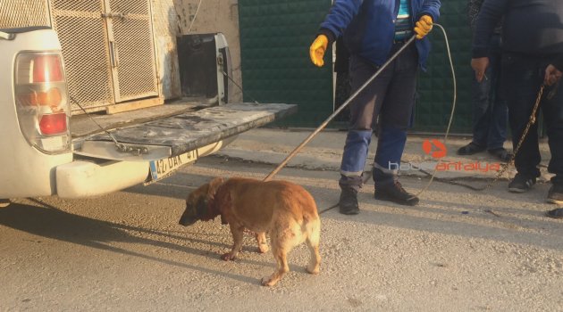 Bahçede havlayan köpeği bıçakladı