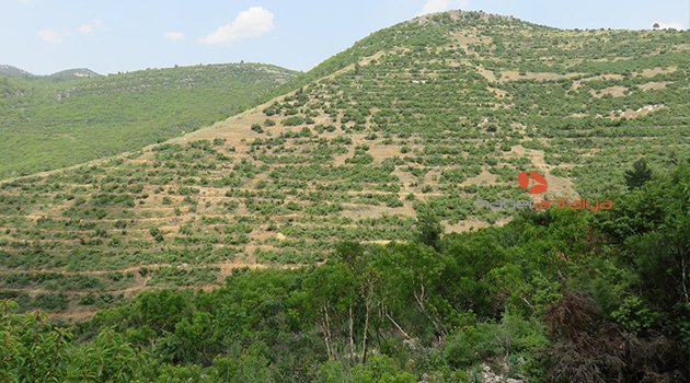 BAKANLIK’DAN ANTALYA’DA 5 MİLYON ADET FİDAN