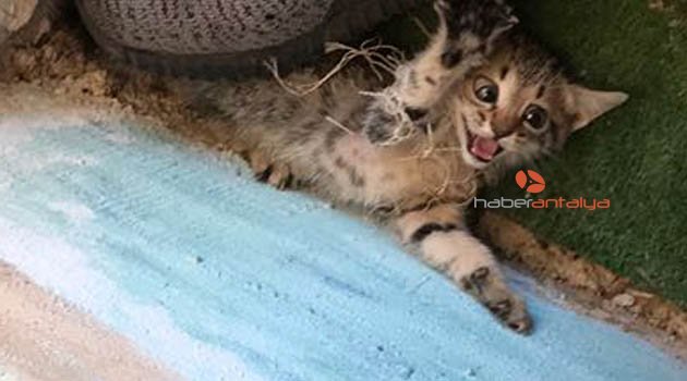 Balık ağına dolanan kedi yavruları kurtarıldı