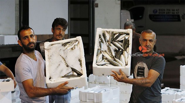 Balık Hali'nde 1 kilo tavuk fiyatına bir kasa balık